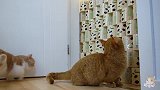 当猫遇上卷筒纸，这主人太会玩了！猫：我心态崩了｜激萌奖金计划