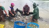 6亩小塘刮出1万1千斤大货，太生猛，网都要撑破！