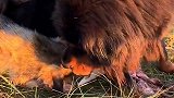 狼獒发威惹怒藏獒！狼獒与藏獒的较量！