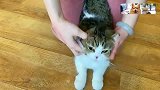 猫咪生病了，被强行喂药，表现也太可爱了吧