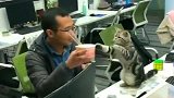 要不是今天看到了这个视频，我还真的不信小猫会求人，涨知识了！