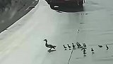 女本柔弱，为母则飞