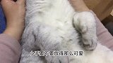 把猫咪放在腿上，它就这么睡着了，四脚朝天的样子真可爱