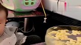 暖宝又开始作妖，小鱼幸福来得太突然了，真调皮