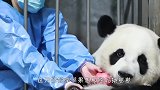 奶妈端来一盆奶，熊妈会把孩子给她吗？接下来忍住别笑