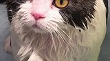 洗澡能瘦了吧，别再说我胖胖胖了肥猫