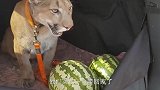 第一次见到西瓜的大猫，一脸好奇，镜头记录搞笑全程