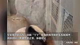 旅美大熊猫“丫丫”身体状况评估完毕，即将归国