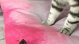 猫：哪来的虫子，竟然跑到我床上来了！