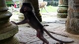 新生的猴子的初吻，就这样被大猴子夺取了，它还不知道是怎么回事