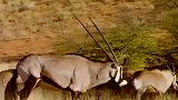 动物界弱肉强食：羚羊大战猎豹