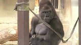 在动物园看见黑猩猩逗比的一面,这货是来搞笑的吧!