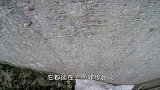 树上“长”羊？羊群为寻找食物集体爬树，这么厉害咋不上天呢？