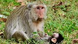 老妈妈有一个可爱的猴宝宝，在群内玩耍