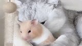 女主人把仓鼠拿给猫咪，猫咪竟抱在怀里一顿宠爱，看呆了