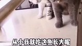 说出来你可能不信，但本喵真的差点被鱼咬了！