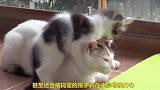 有妈就有家，这群小奶猫太快乐了