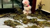 小奶狗遭螃蟹大军围困，吓得缩在一旁瑟瑟发抖
