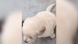 这是在梳理毛发吗，看狗狗一脸不情愿，真的是很笑人啊！