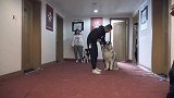 阿拉斯加咬主人被遗弃，收养人全家被咬送来训练，又把训犬师咬伤