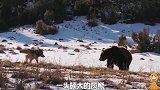 公狼为了保护伴侣和食物和熊大战，重伤死去，雌狼不离不弃