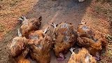 狗子祸害了好几只鸡的搞笑操作，你们俩对的起我吗