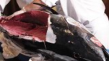 巨型金枪鱼中的精华，只能维持5分钟新鲜，日本人挖下就往嘴里送
