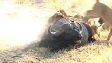 狮群捕获大猎物，进食雄狮拥有优先权！