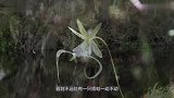 男子沼泽地发现“青蛙花”专家鉴定后脸色突变，立马打电话报警