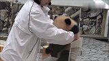 熊猫宝宝：奶妈，干嘛要上称啊，你是要把我论斤买了吗？