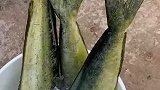 今天的鱼皮有点硬?要不就是刀该磨磨了
