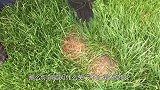 为什么兔子不吃窝边草？看到这窝兔子，才恍然大悟！