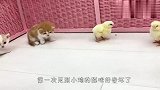 小奶猫第一次见到小鸡，反应太逗了，镜头记录爆笑全程
