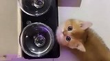 猫咪饿坏了