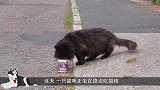 猫咪在路边吃猫粮，背后突然跑出一只海鸥，镜头记录全程