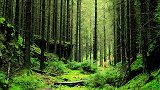 创作灵感  滴翠篁丛曲径幽，莺歌欢唱伴清流。森林氧吧 治愈系