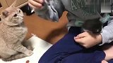 看到主人正在抱着别的猫，橘猫怒了：铲屎官你会失去朕的