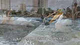 活生生的“凌迟”，翠鸟太残忍了，竟这般吃鱼！