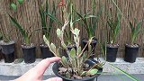 养兰花，疏忽管理导致生长不良，却还能开出花朵，太惊喜了！