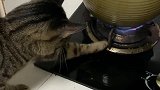 猫：这火也太小了，怎么还没煮熟！