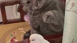 猫：小鸟你别怕，我就轻轻的摸摸你！