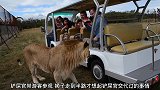 狮子和游客零距离接触，游客掏出手机给自己拍下帅气的一面