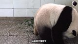 大熊猫艰难生娃，熊猫妈妈从一开始的决绝幼崽，到最后的爱不释手