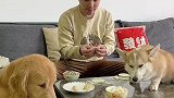 四毛这是怎么了？