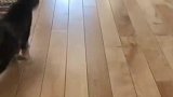 好家伙，四条腿各走各的，谁也不服啊