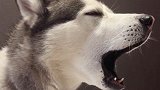 哈士奇打哈欠是什么样子，这配音毫无违和感，笑死人不偿命
