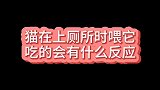 后爸趁亲妈不在，“虐待”小猫咪，委屈猫世上只有妈妈好！喵星人
