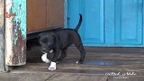 狗子欺负小猪仔正来劲,没想到下一秒画风突变