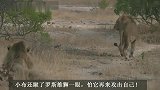 瘸腿雄狮：小布，伤势好转，多亏地主雄狮的忍让，得以生存