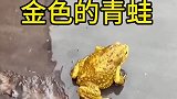 头一次见到这样的青蛙，这是金蟾吗